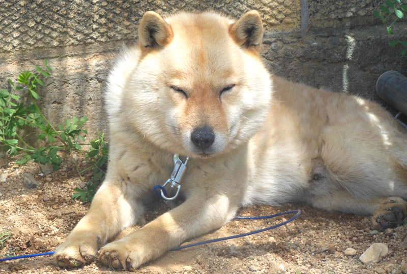 獣害対策犬ガードッグの写真