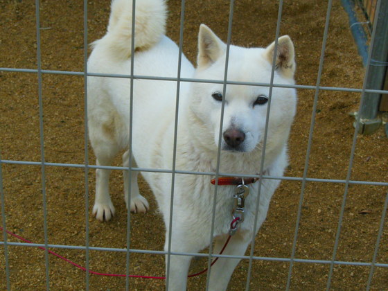 獣害対策犬として働く保護犬