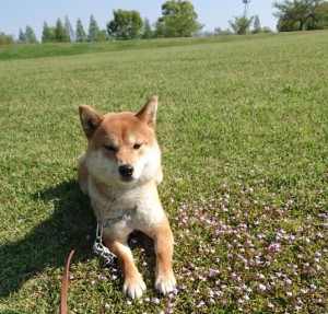 獣害対策犬として働く保護犬達のために犬舎の屋根を新調したい